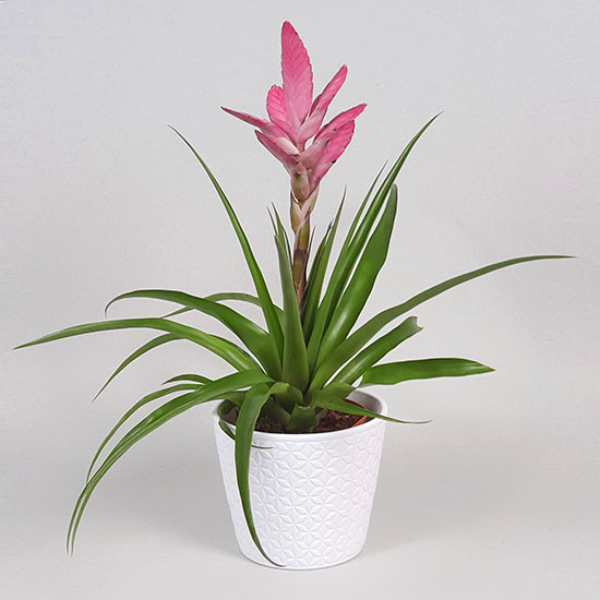 Tillandsia