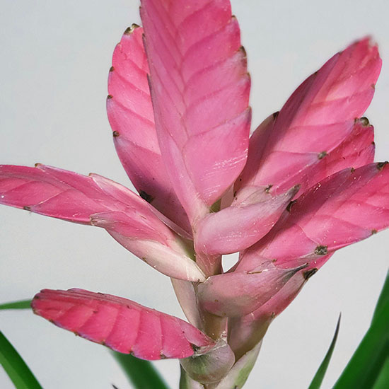 Tillandsia
