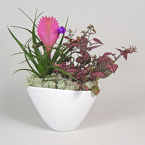 Tillandsia-kompozicio