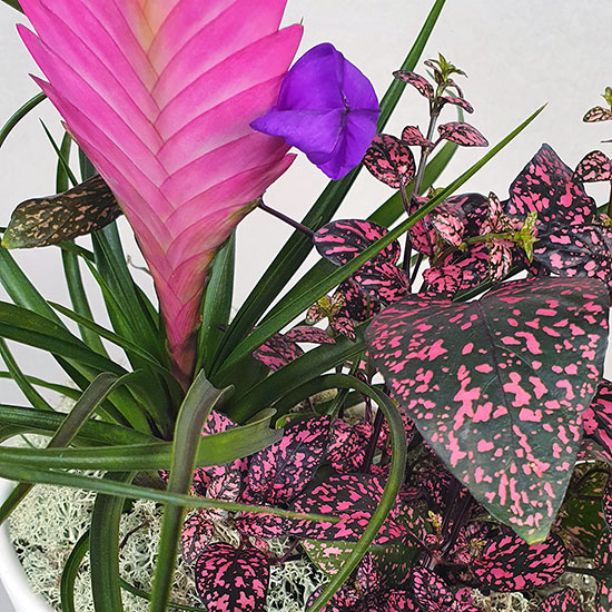 Tillandsia-kompozicio
