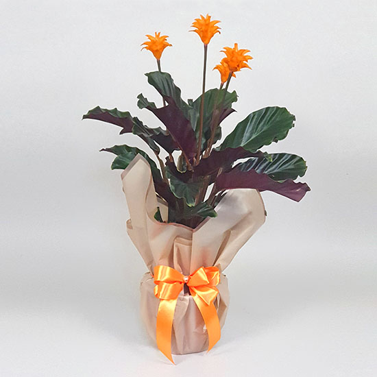 Calathea crocata